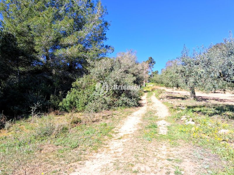 Foto dfb82269-fd64-4dc3-8b39-e0be75f46312. Finca rústica a Secuita (La)
