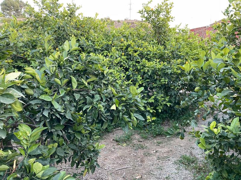 Foto eb15867f-0d9b-48fa-8b23-2f001c48a0a6. Propriété dans Monteagudo Murcia