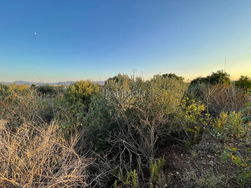 Foto b1f80d4a-aa4a-4f2f-a405-afe5376332bb. Rural plot in camino don luis 835 in Cabezo de Torres Murcia