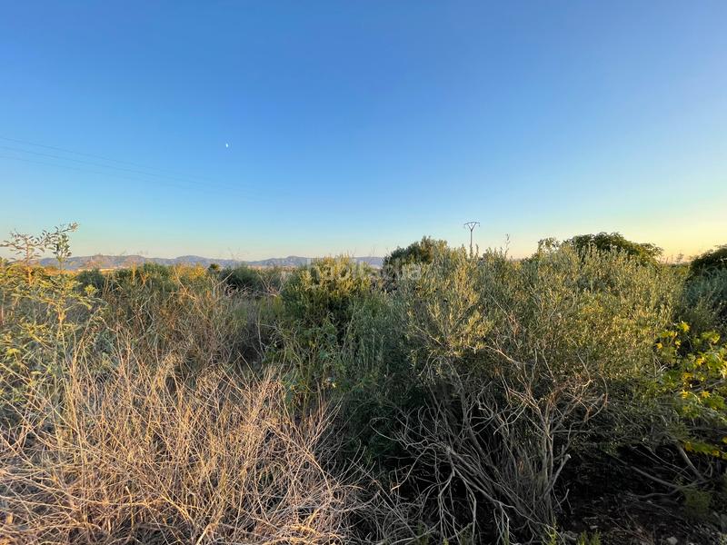 Foto 8092b10f-a705-4e92-af06-0fccbaa1c61f. Finca rústica en camino don luis 835 en Cabezo de Torres Murcia