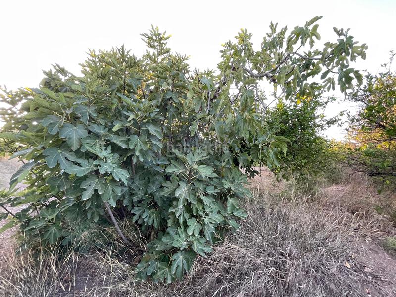 Foto 85875ae5-a691-4a2f-b0de-cc449052e587. Fondo rustico in camino castillo de larache 32 in Murcia