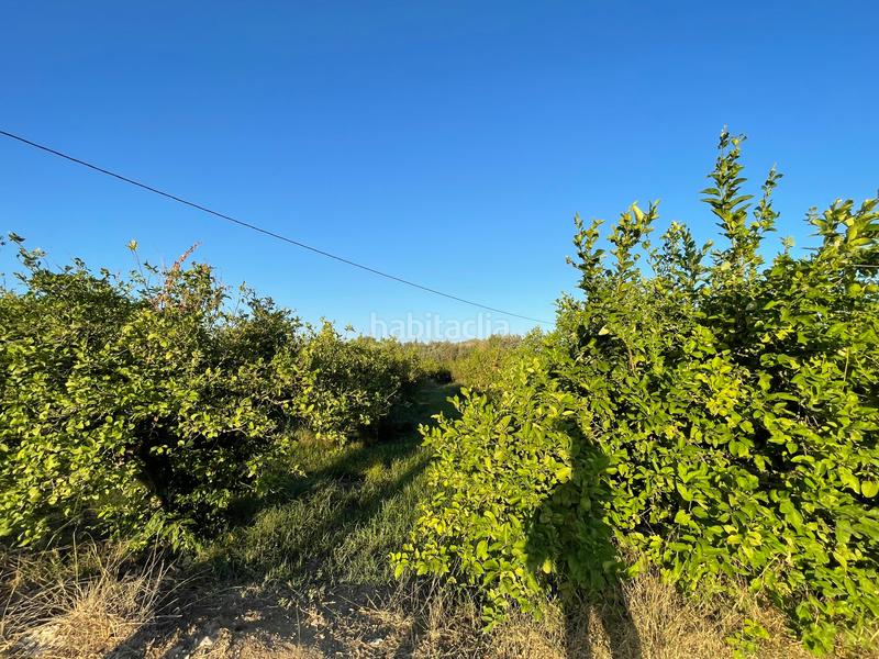 Foto 4b2dc2fa-eab7-4e27-acbe-ef2921697bbc. Rural plot in camino castillo de larache 32 in Monteagudo Murcia