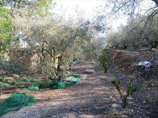 Terreny residencial a Barxeta. Campo con 90 olivos centenarios. un algarrobo enorme. paraje nat