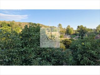 Wohngrundstück in Sumacàrcer. Finca agrícola en plena producción en sumacàcer