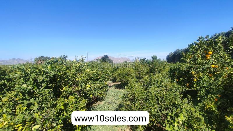 Foto ee295696-de32-4eae-b5b9-a55d0bbb665c. Finca rústica parcela rustica en venta en Jacarilla