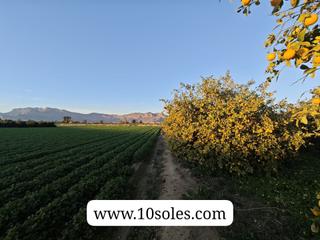 Propriété à Desamparados - Hurchillo - Torremendo. Parcela rustica en venta orihuela ciudad, zona los tubos