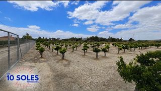 Finca rústica en Jacarilla. Parcela rustica en venta jacarilla