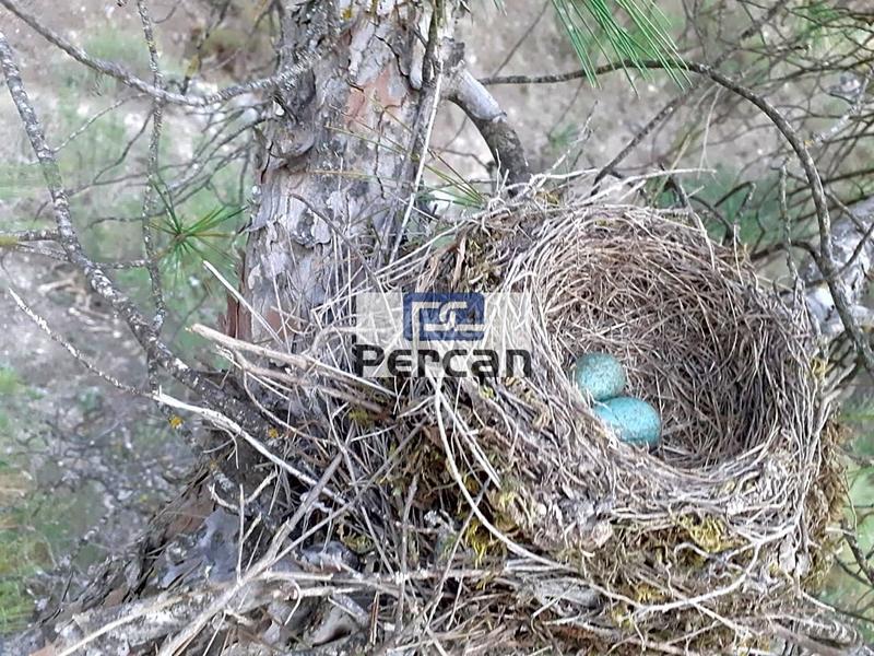 Foto 4421623b-e31d-4efa-b30b-348180b2eb10. Terreny residencial a Cortes de Baza