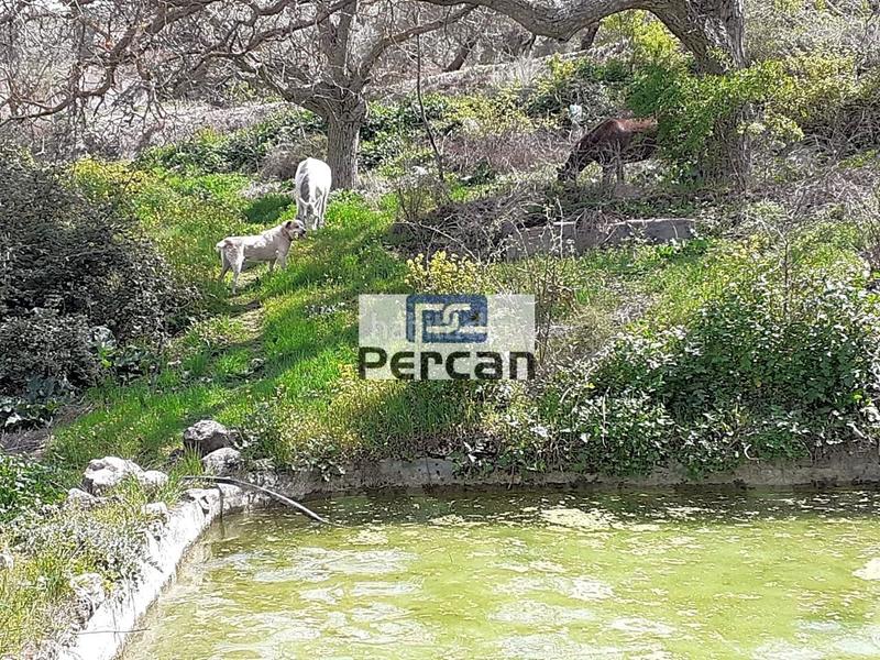 Foto f58f5eac-dd72-4d65-97eb-9e5c67f86934. Terreny residencial a Cortes de Baza