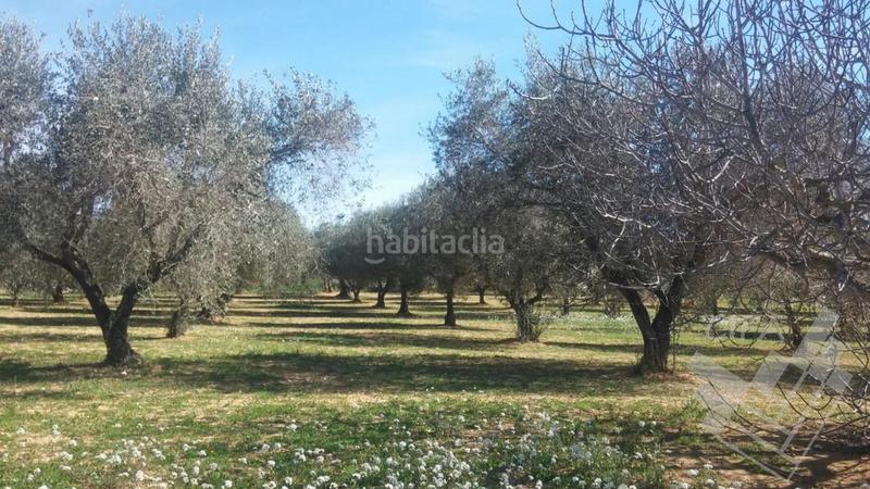 Foto 60e30998-af90-46d0-8ff9-9d2960b1ac94. Finca rústica a Sant Mateu