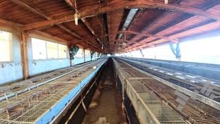 Bâtiment à usage industriel  Pla dels comuns, polígono 9. Gran oportunidad! se venden 3 granjas con excelentes condiciones