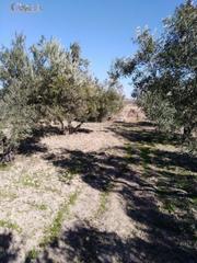Finca rústica a Bullas. Terreno rústico en bullas, zona de  la copa de bullas.