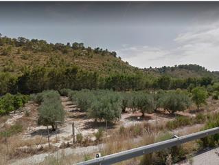 Terreny residencial a Ojós. Se vende terreno con oliveras carretera de mula