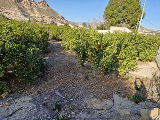 Finca rústica a Mula. Se vende finca de limoneros en zona de ojos