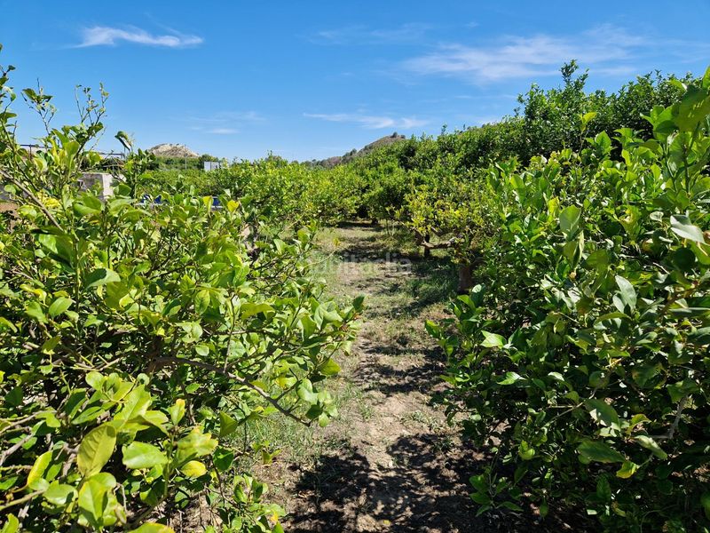 Foto 8a826f34-73a5-491e-a123-cf67c8c8a315. Finca rústica a Archena