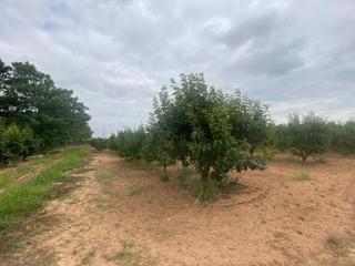 Finca rústica a Camino mataburres. Terreno rural de kaki en producción
