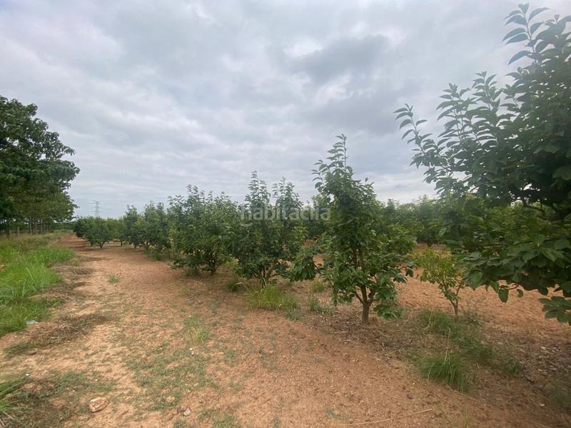 Foto 4e1b7078-6a18-4d82-883e-a627c2bf8793. Propriété dans camino mataburres dans Carlet