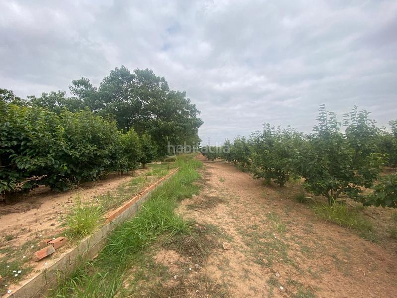 Foto aee106a4-432b-48f3-bd21-520865172903. Propriété dans camino mataburres dans Carlet