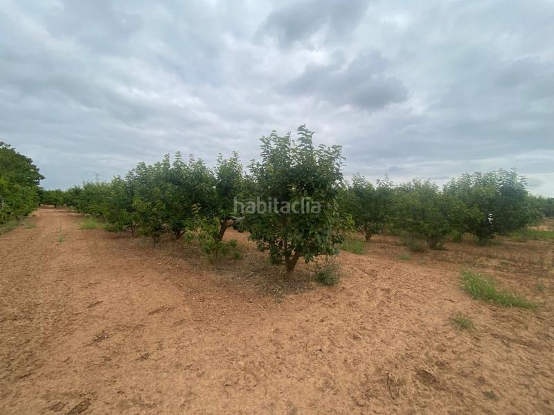 Foto df6237da-8534-43f8-8e5b-3f3a7f198329. Propriété dans camino mataburres dans Carlet