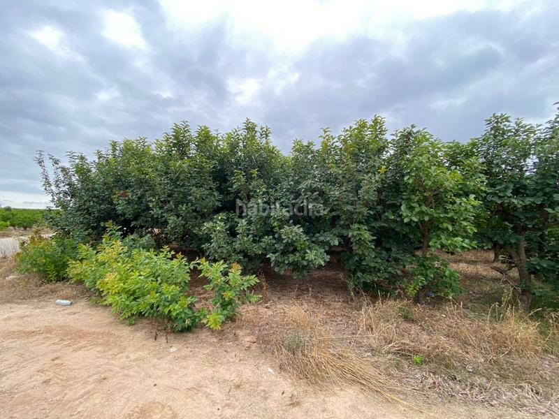 Foto 79972d2f-1c3e-495b-a23a-309a225f9a8d. Fondo rustico in camino albalat in Carlet