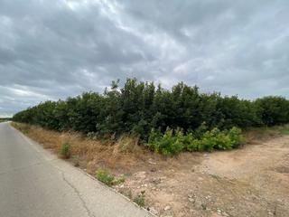 Finca rústica a Camino albalat. Terreno rural de kaki empeltado con manzanos