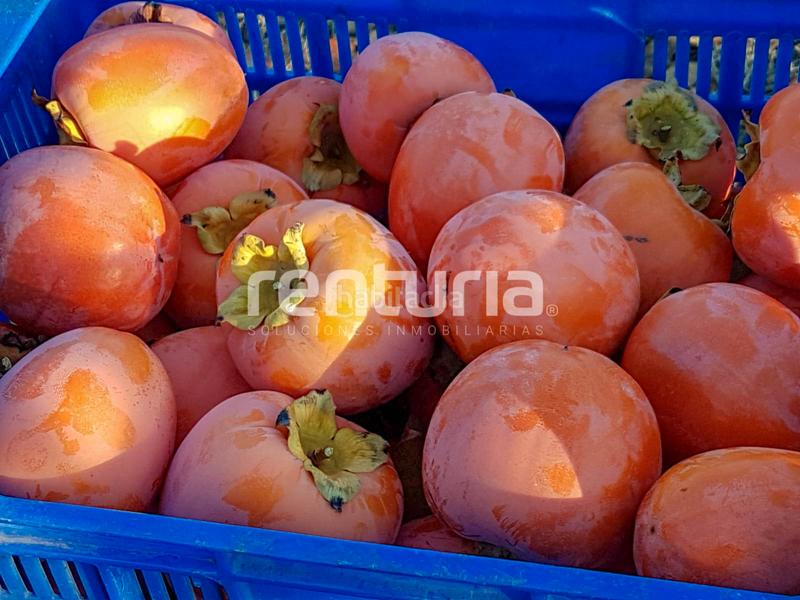 Foto 05620671-dfed-4912-a39e-af4da1050318. Landgut in Anna