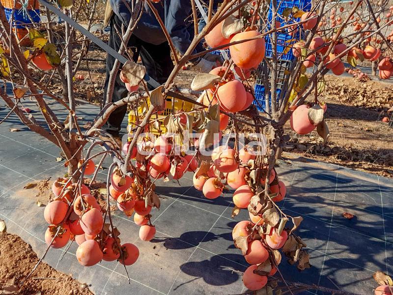 Foto 13116b3f-bd9c-4f48-b90e-2b45f34e0add. Landgut in Anna