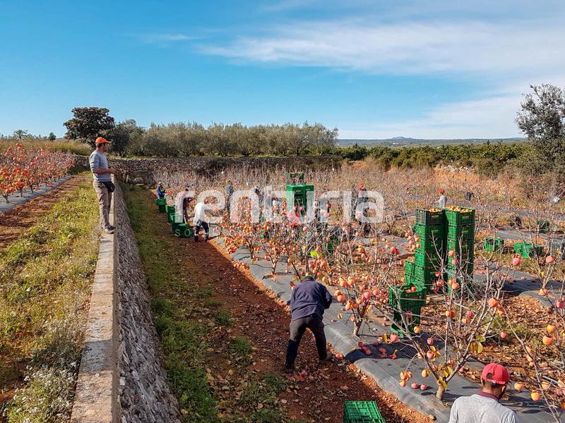 Foto 4c578cb9-99cf-45ec-9507-201c3b1aaab1. Landgut in Anna