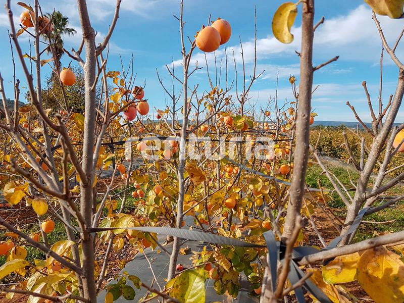 Foto 7bf8a829-e6b7-444e-880d-928cece675f0. Landgut in Anna