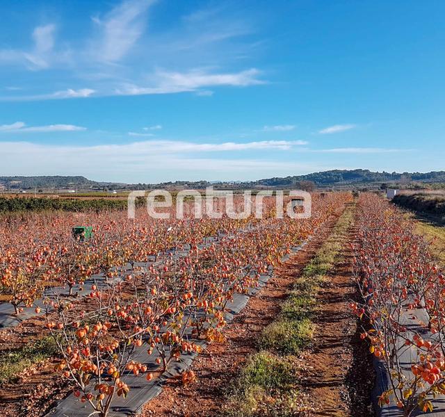 Foto 69edfb31-5b54-4ca4-8637-c38172de13b2. Finca rústica a Anna