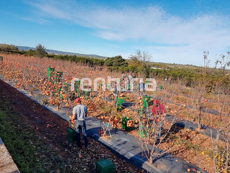 Foto c128b61a-498d-4a25-ab49-3cc3fe66daef. Finca rústica a Anna