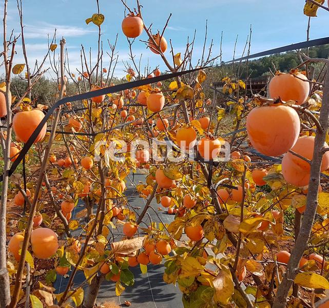 Foto a170d1cf-d191-4466-9e57-35f9aa217819. Finca rústica en Anna