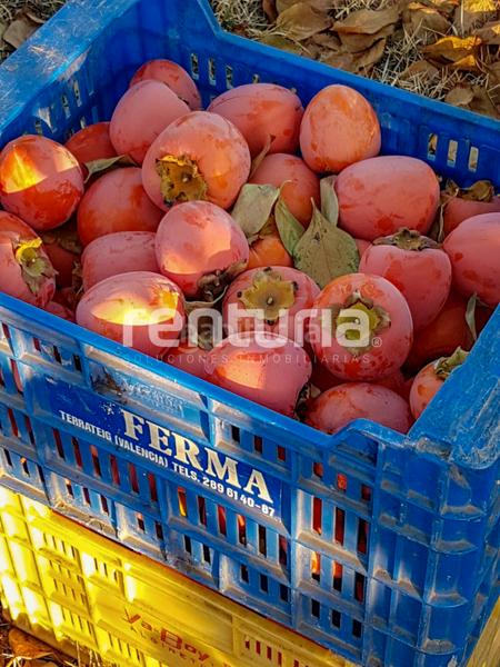 Foto f14a226b-b161-4513-9848-9bbea44408d6. Finca rústica en Anna