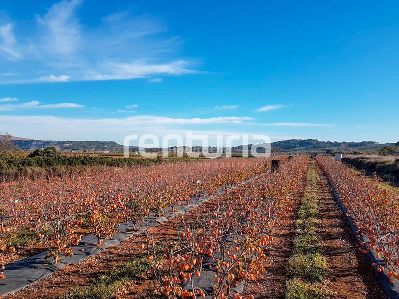 Foto fcd44c4a-743b-4368-9337-e8e4691afa91. Finca rústica en Anna