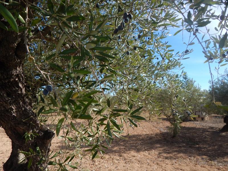 Foto 55d71dae-f358-4ffb-9cee-d543a2469936. Wohngrundstück in Centro Ontinyent