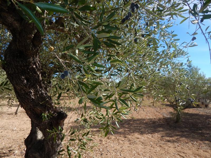 Foto 905cdcd1-4e23-49ae-ad0e-20b8fd4d0629. Wohngrundstück in Centro Ontinyent