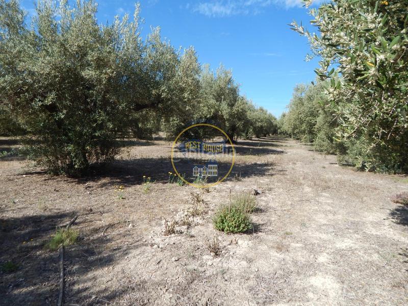 Foto ae22c326-60c8-45e7-9c09-54511c23fa9c. Terreno residencial terreno con refugio en Agullent