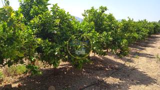 Terreny residencial a Montesa. Finca agricola en plena producción en montesa