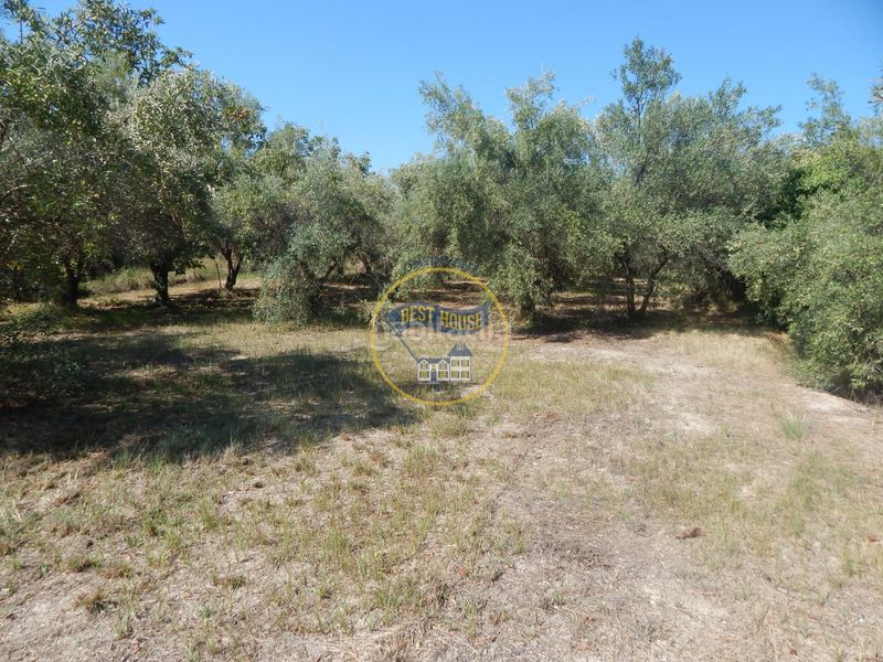 Foto 09c80c6b-8ad6-4f94-b12d-56e537930a9c. Finca rústica a Sant Josep-Zona Hospital Ontinyent