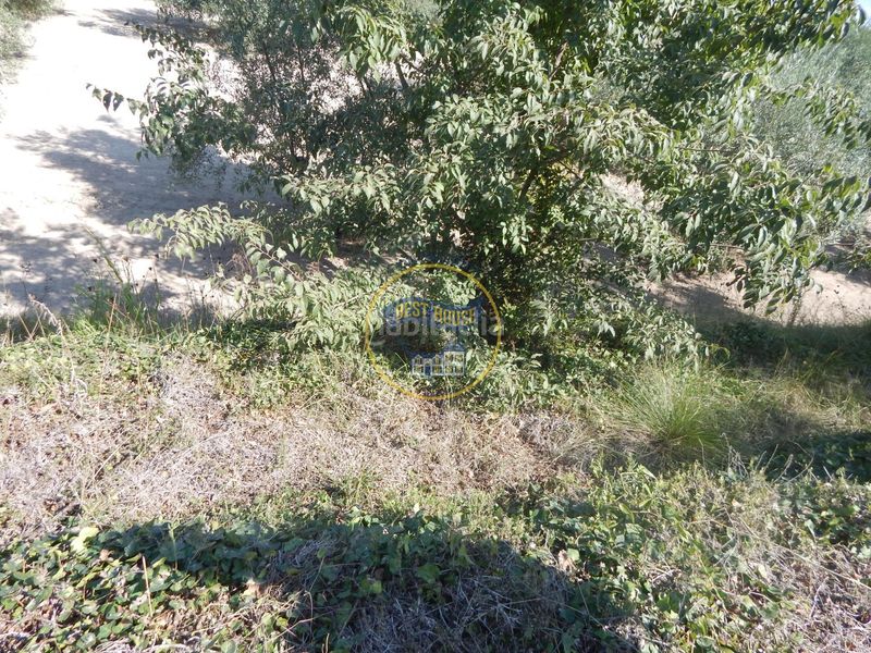 Foto 302a0d69-e333-4baa-aa0d-befa37049942. Finca rústica a Sant Josep-Zona Hospital Ontinyent