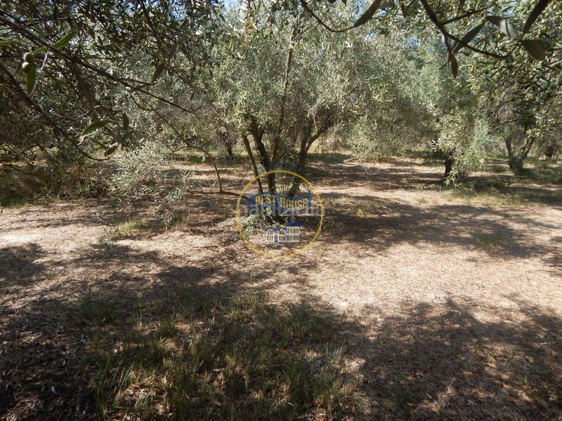 Foto 7d03d8b7-18a8-47b7-966d-c3c1ba492f1b. Finca rústica a Sant Josep-Zona Hospital Ontinyent