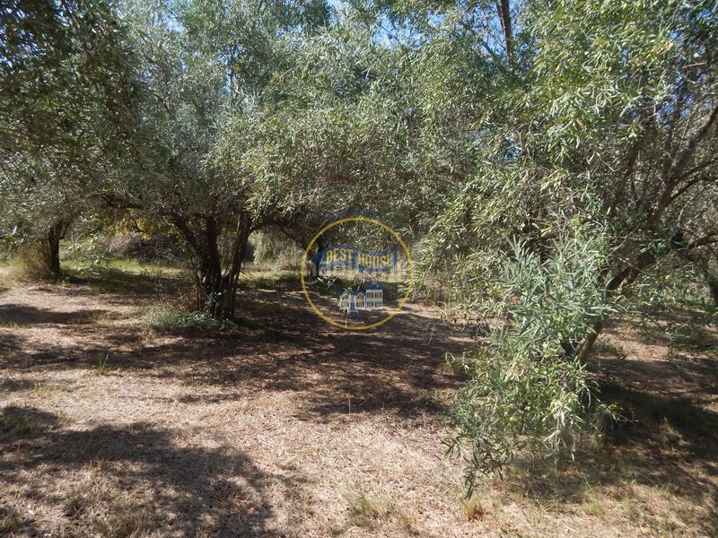 Foto a24a311f-603f-4e7b-a112-179d5054ac88. Finca rústica a Sant Josep-Zona Hospital Ontinyent