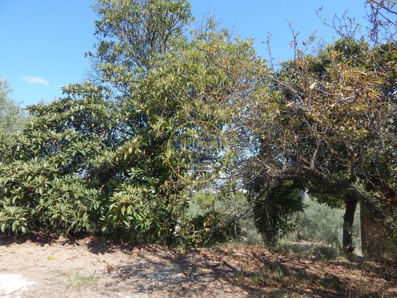 Foto dfa7ea2b-6f23-4120-acbc-a43976ea4609. Finca rústica a Sant Josep-Zona Hospital Ontinyent
