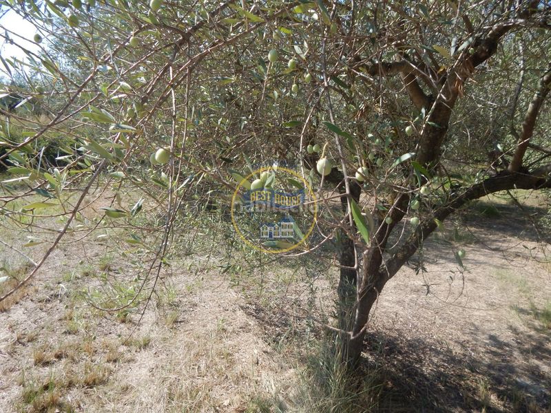 Foto ec715666-ce4e-4c8c-bb22-5b7c6d8018dd. Finca rústica a Sant Josep-Zona Hospital Ontinyent
