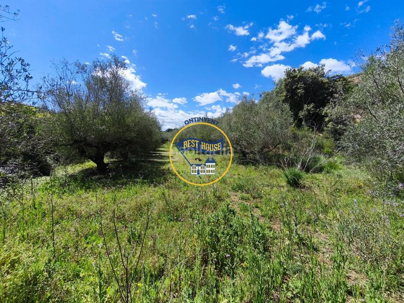 Foto 81da9853-50e2-4b77-b9e9-1ae1e64d9e11. Finca rústica a Agullent