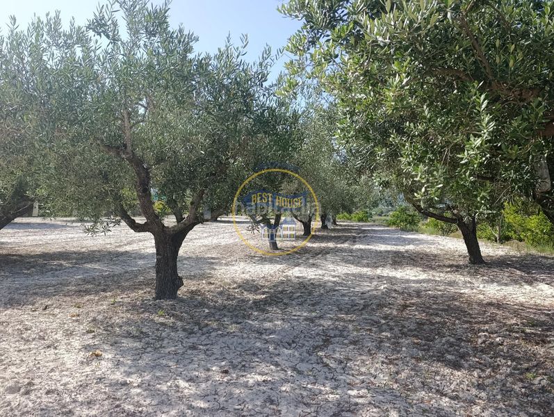 Foto b1503643-45c3-48d4-a402-04338f41e502. Finca rústica a Sant Josep-Zona Hospital Ontinyent