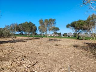 Rural plot in Pelagatos - Pago del Humo. Parcela rustica segregada en pago del humo