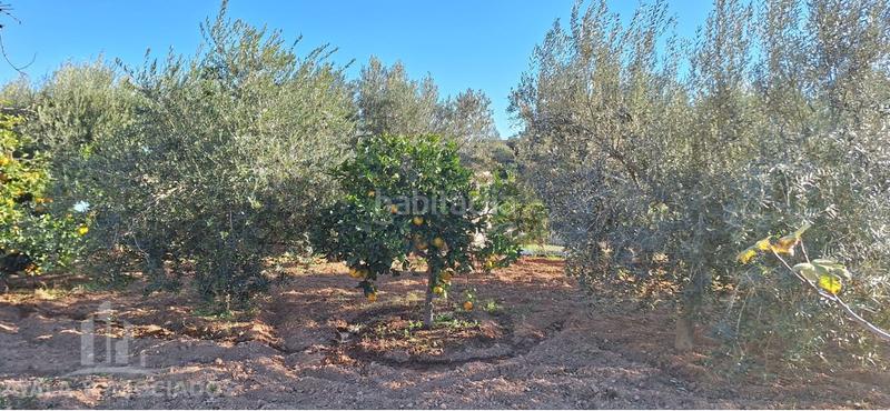 Foto 13b85b38-06f1-4065-abf2-c2f8d9b508c9. Masía finca rústica en venta, los diaz de galifa en Cartagena