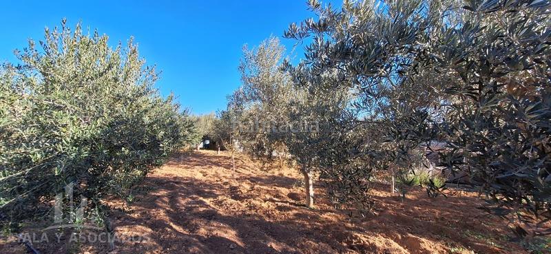 Foto 16a6ac83-dee1-46bd-9fb7-4675c7173165. Masía finca rústica en venta, los diaz de galifa en Cartagena
