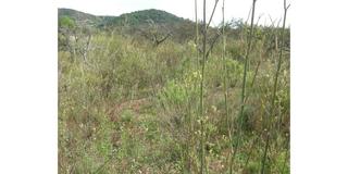 Residential Plot  Monte. Ref   14165terreno  en venta en gilet, de 7106 m, zona monte, ag